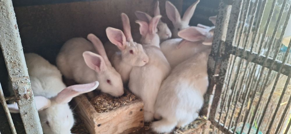 Króliki samce samice termondzkie, mięsne