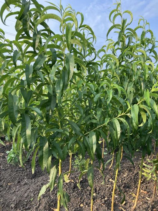 Саджанці персика та абрикосу / Саженцы плодовых / Опт