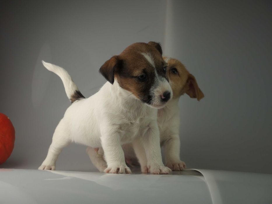 Jack russell  FCI Jakość
