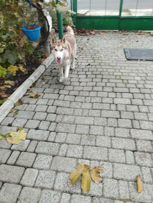 Віддам безкоштовно