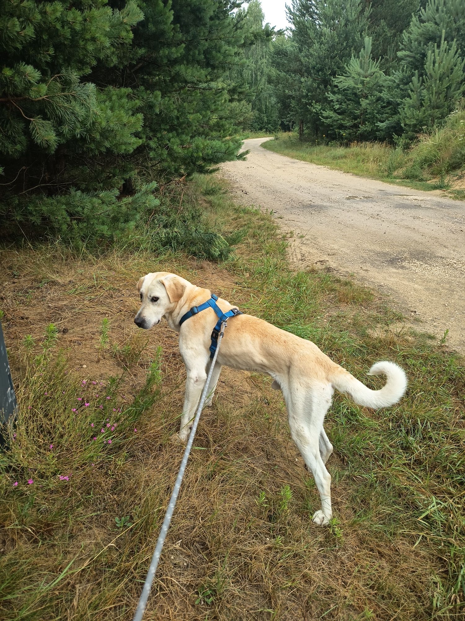 Labrador, 2 letni, przyjazny adopcja za darmo oddam
