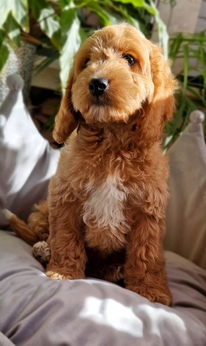 ** Emirek ** cudny chłopiec Cockapoo f1