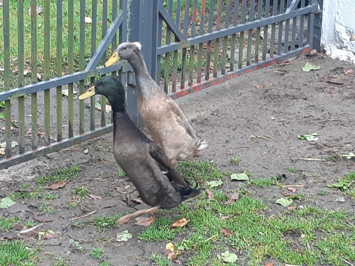 Sprzedam kaczora biegusa 1 szt. Zamienię na kaczkę biegusa.