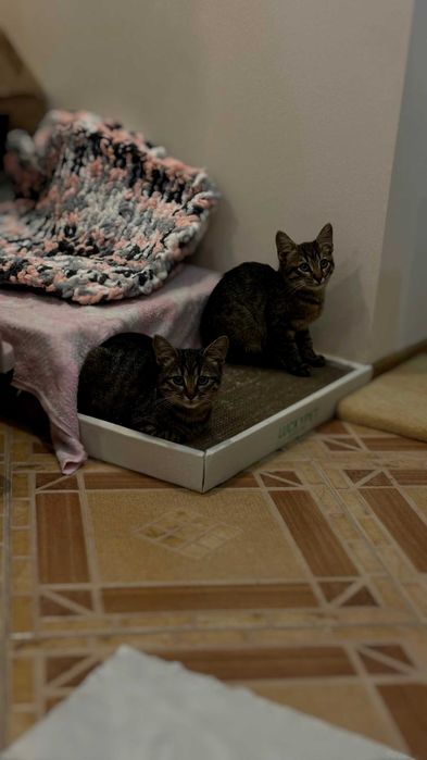 Кошенята в добрі руки | коти | кішки