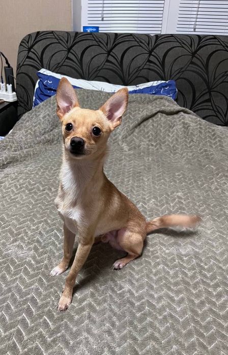 Хлопчик той-тер'єр в люблячі руки