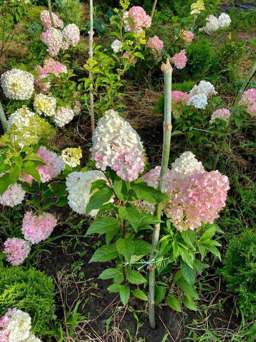 Гортензія . Хвойні рослини