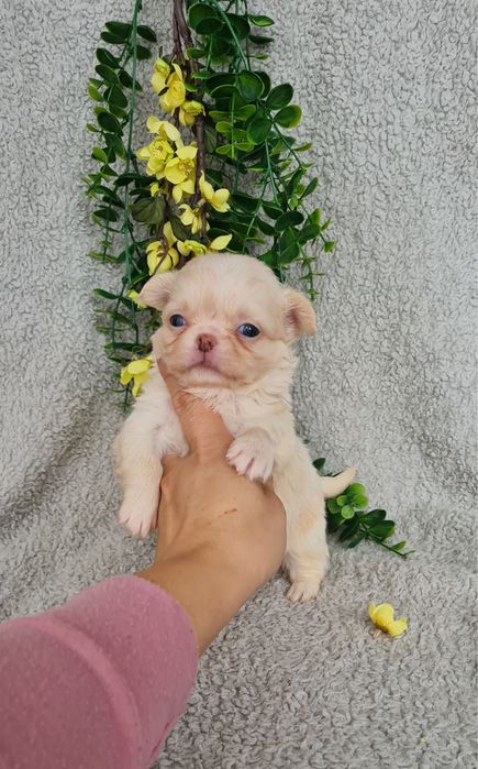 Excecional menina mini pelo longo Chihuahua/Chiuaua LinhagemRussa