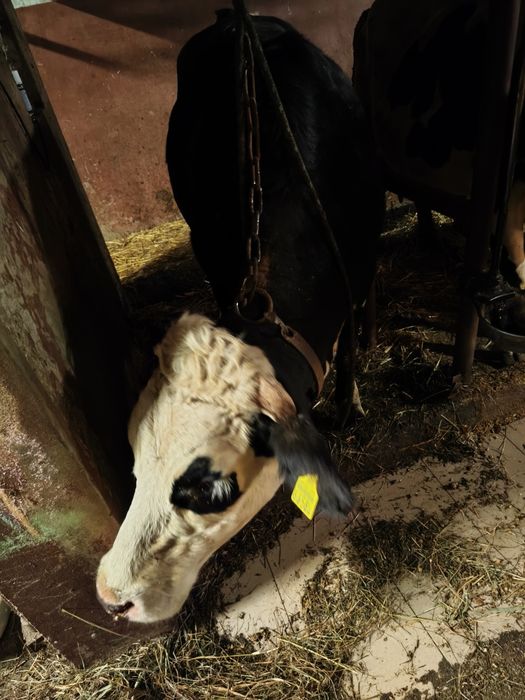 Sprzedam jałówkę wysoko cielną simental