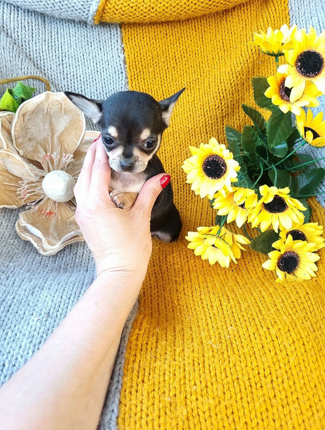 Śliczna Sunia Chihuahua!