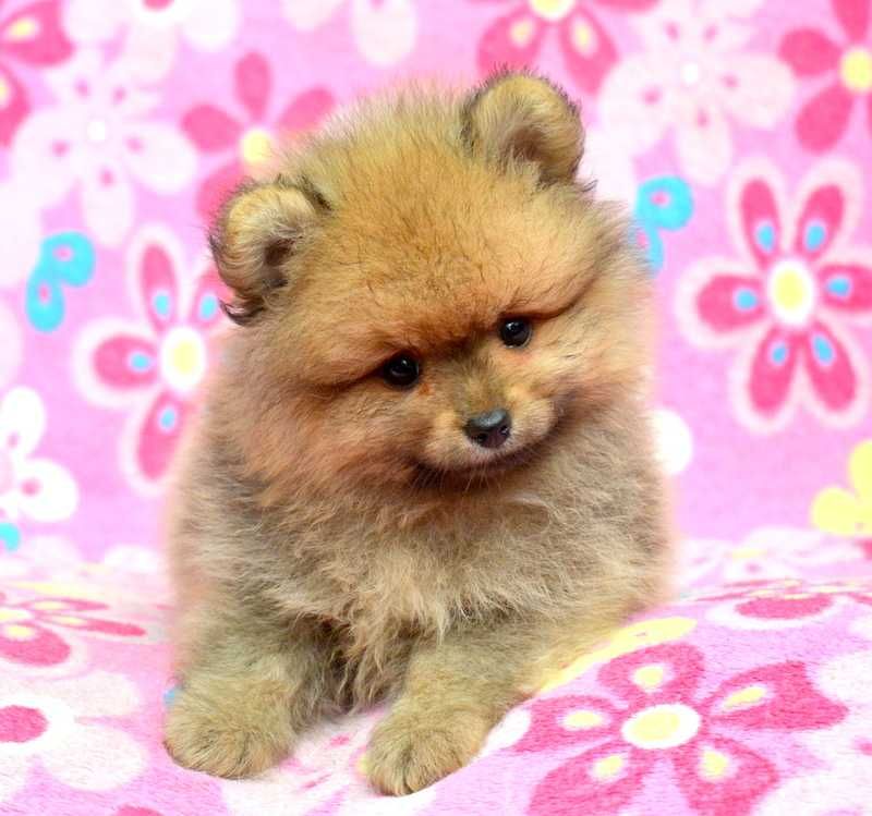 Szpic Miniaturowy Pomeranian Codi śliczny piesek ZKwP FCI rodowód