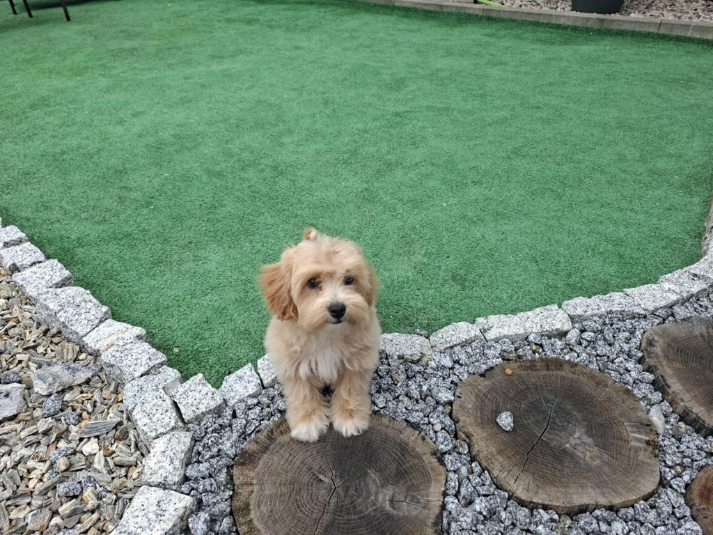 Suczka maltipoo z metryką