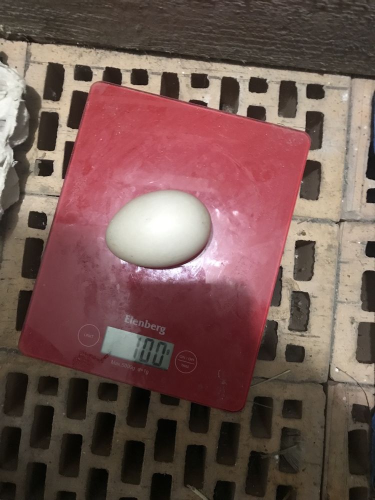 Индоутки немецкая линия яйцо инкубационное індокачки