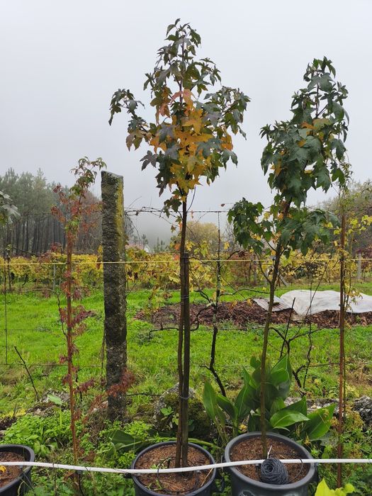 Liquidambar Styraciflua