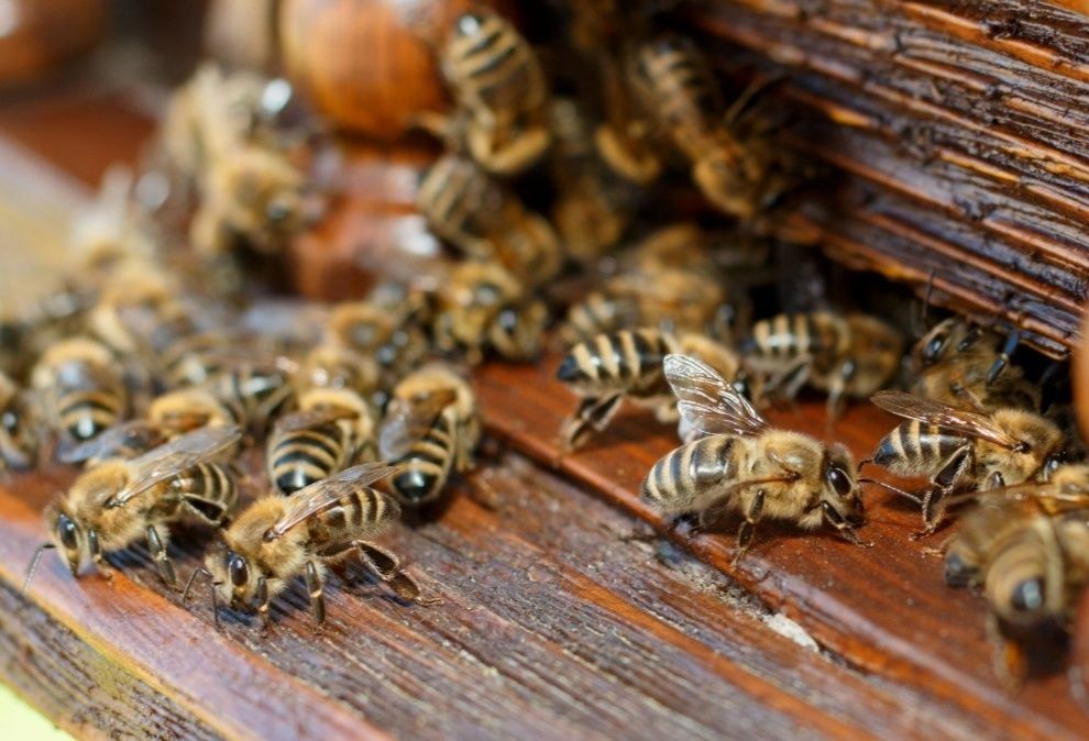 Продам бджоли (ціна договірна)