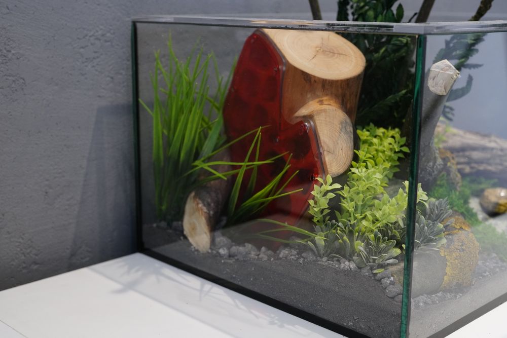 Urządzone formikarium z drewnianym gniazdem