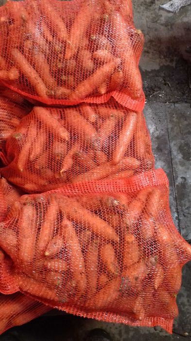 Marchew sprzedam handlową