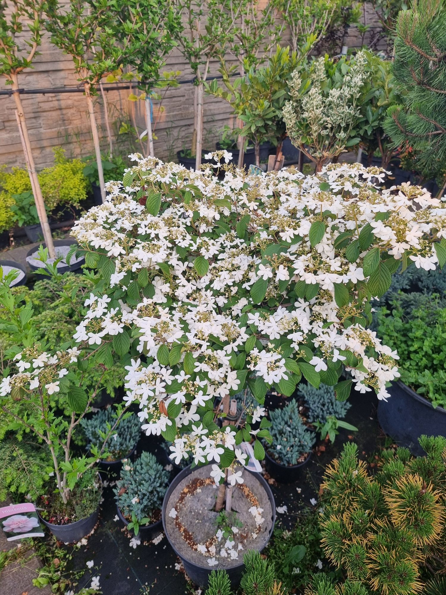BONSAI ogrodowe Niwaki Formowane