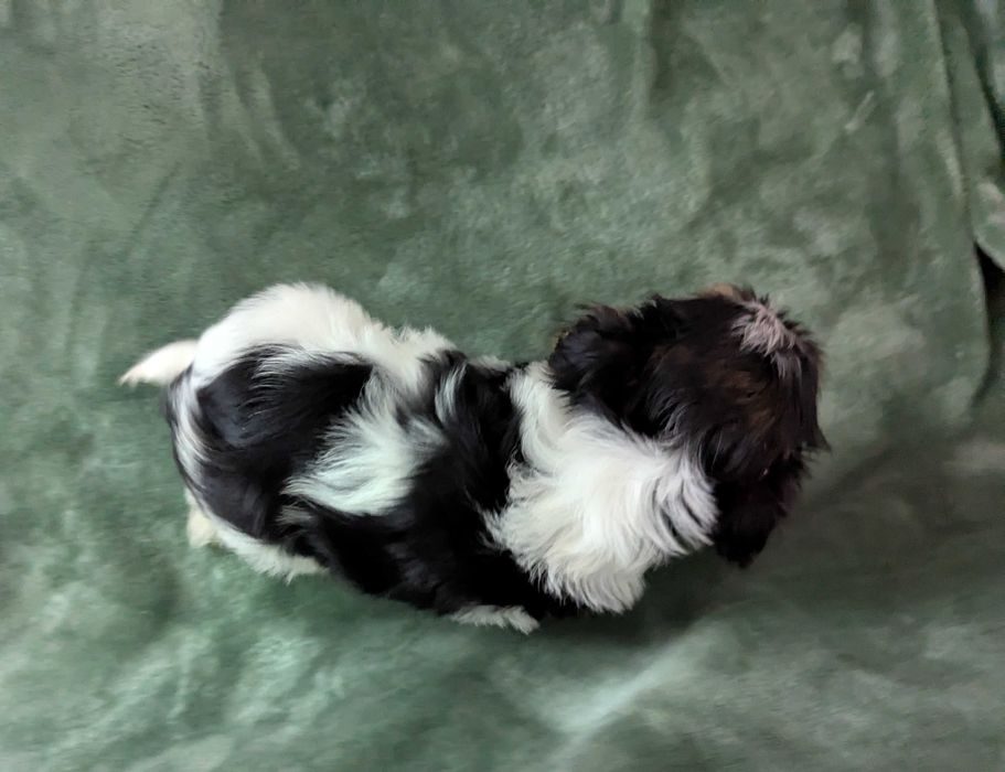 Piesek Yorkshire Terrier Biewer