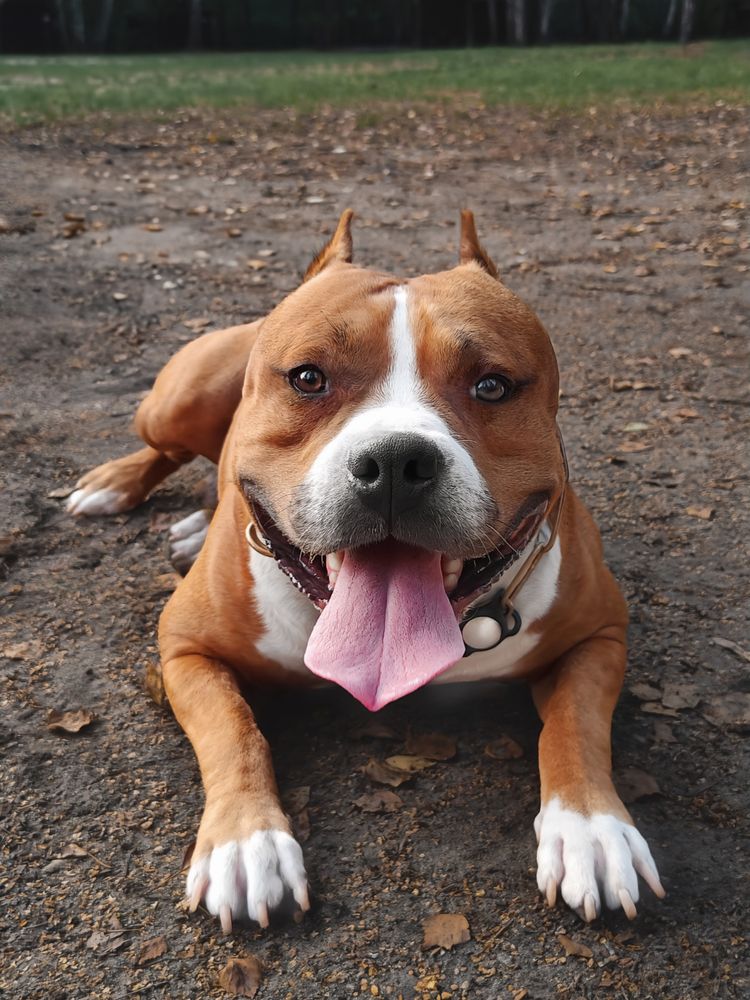 Reproduktor Amstaff