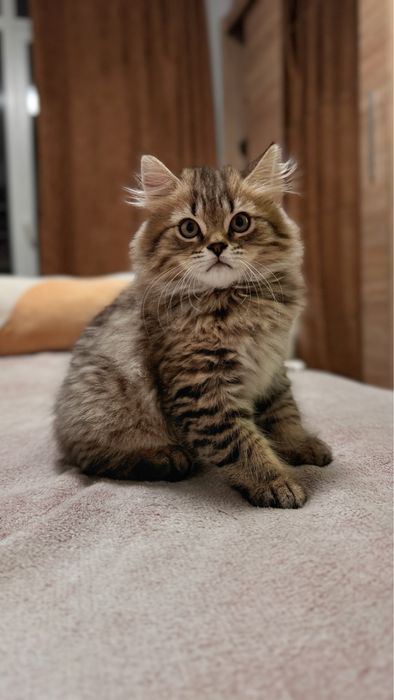 Британський довгошерстий котик