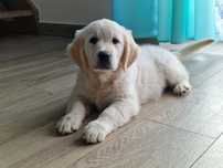 Golden Retriever FCI