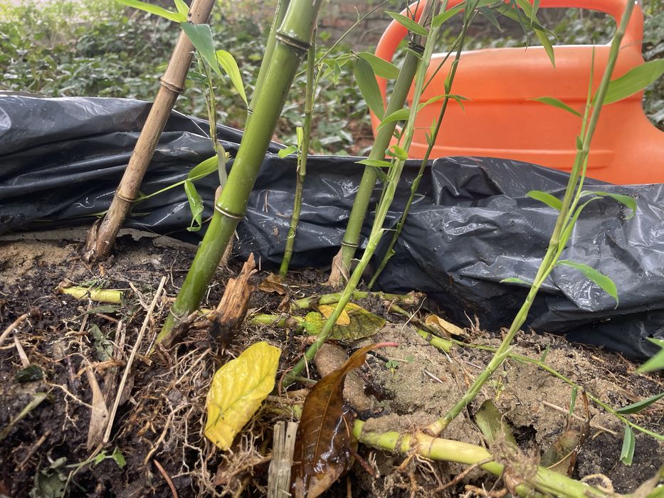 Bambus Phyllostachys bissetti bisseta bisseti