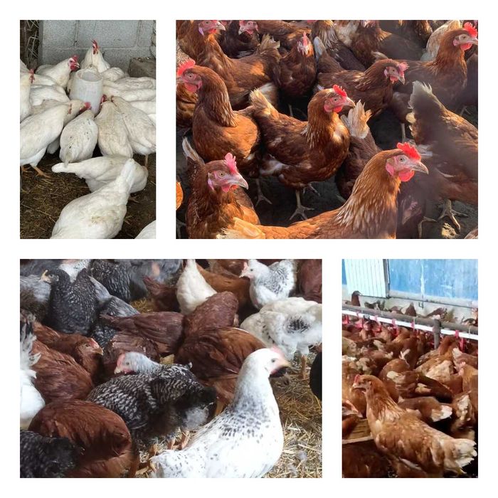 Продам кури несушки! Доставка безкоштовна. Буринь!