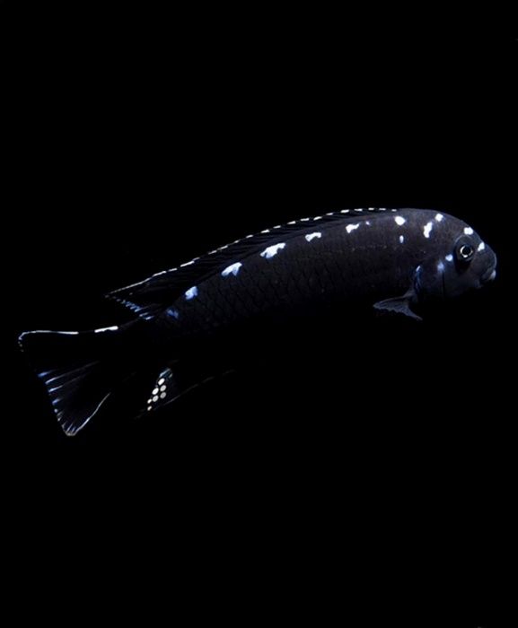 Pseudotropheus flavus Псевдотрофеус флавус Малавийские Цихлиды