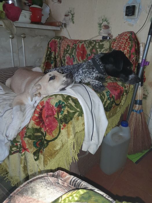 Песик метіс 3 місяці.