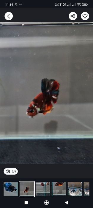 Півники власного розведення