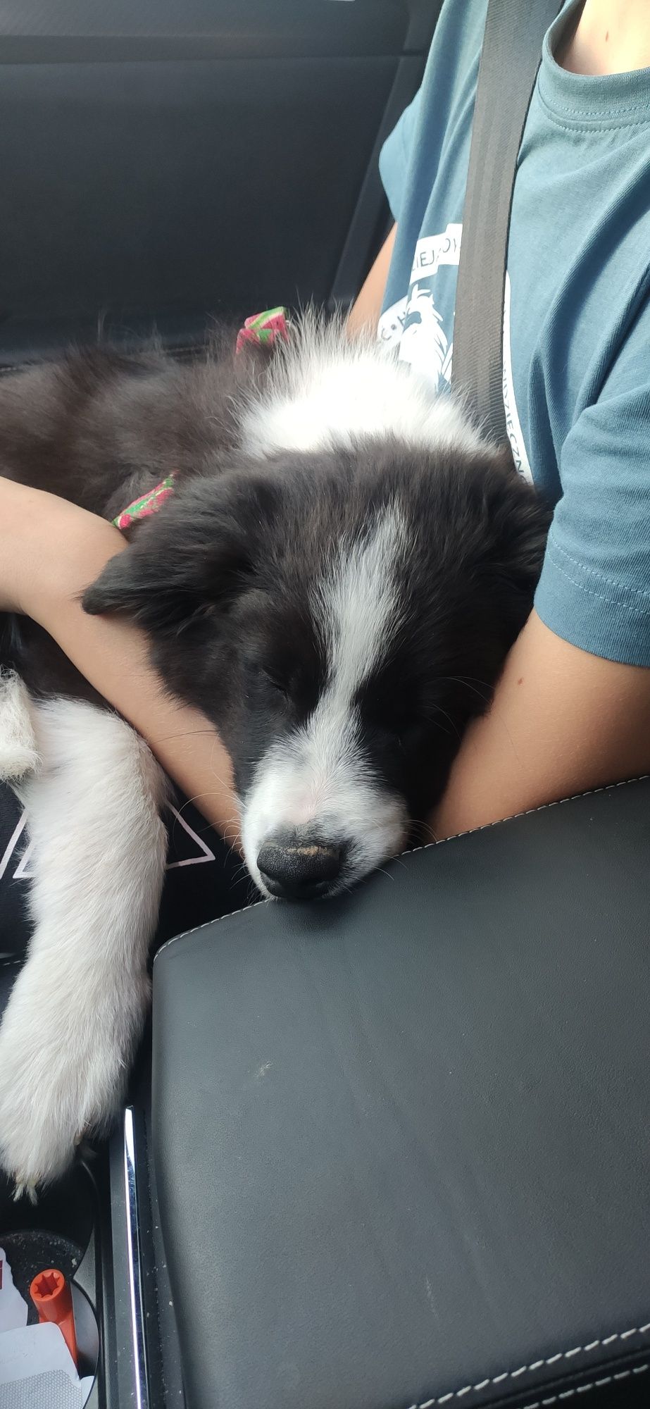 Border collie szczeniak