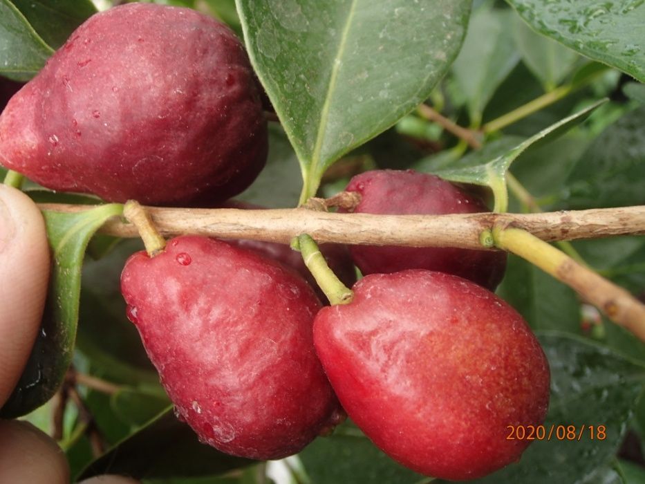 Gujawa truskawkowa-psidium catleyanum - sadzonka