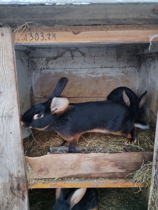 Króliki zajęczak czarny podpalany