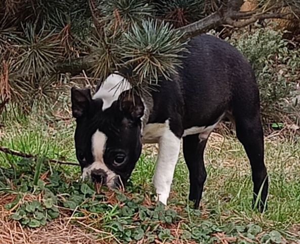 Boston terrier samiec