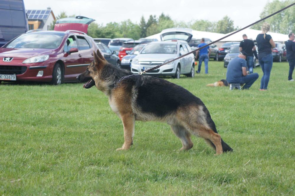 Owczarek  Niemiecki  InterChampion Reproduktor Krycie FCI/ZKWP