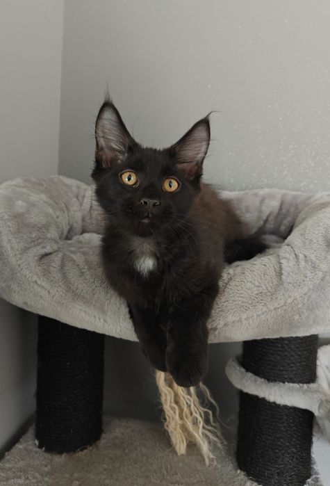 Kocurek Maine Coon gotowy na zmianę domku