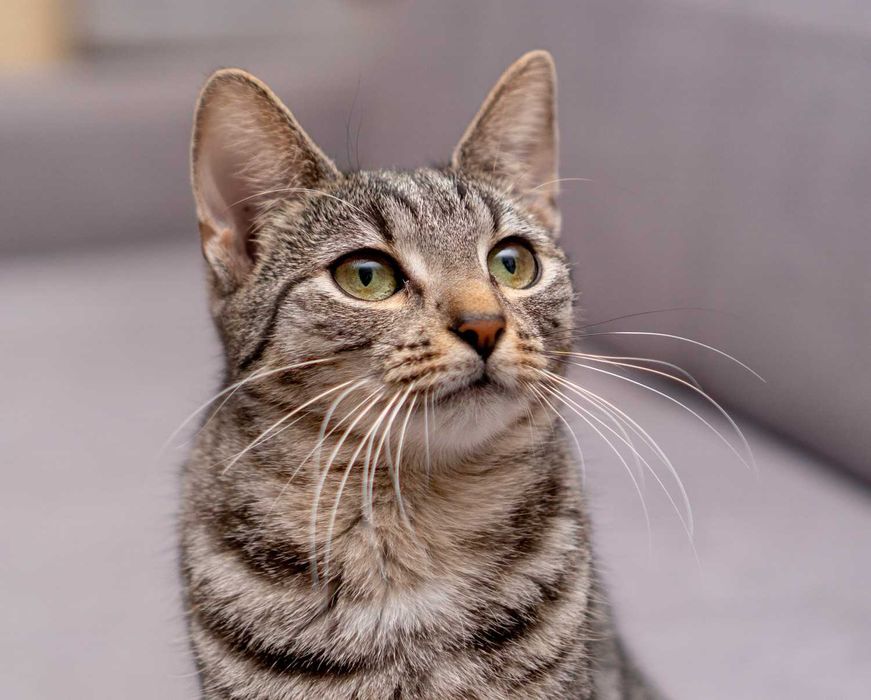 ARGENTA - urocza koteczka szuka kochającego domu/Poznań