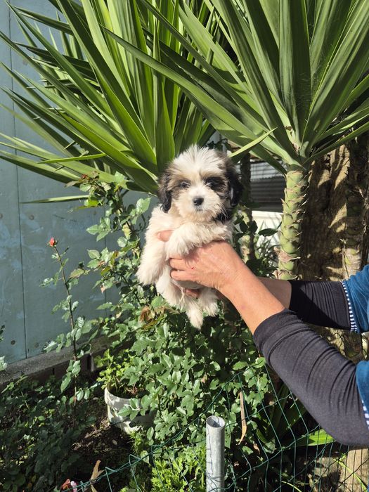 Shih-tzu maravilhoso