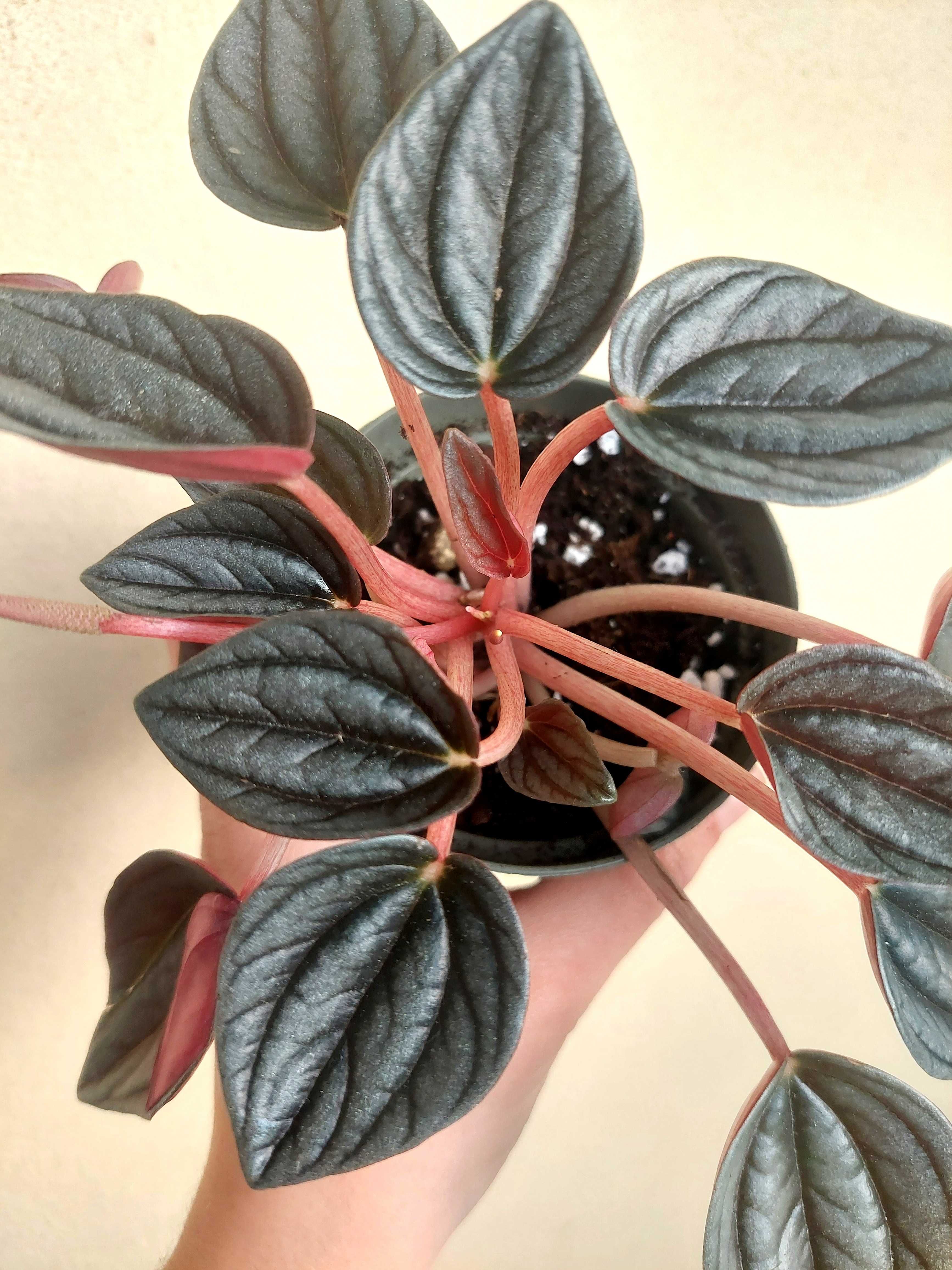 Planta Peperomia cayenne