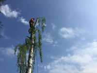Wycinka alpinistyczna drzew usługi rebakiem czyszczenie działek wywóz