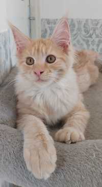 Koteczka Maine Coon