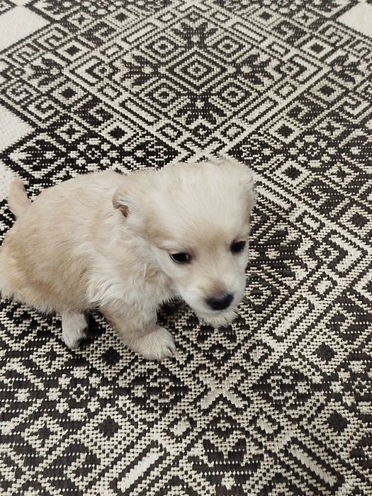 Песик маленької породи