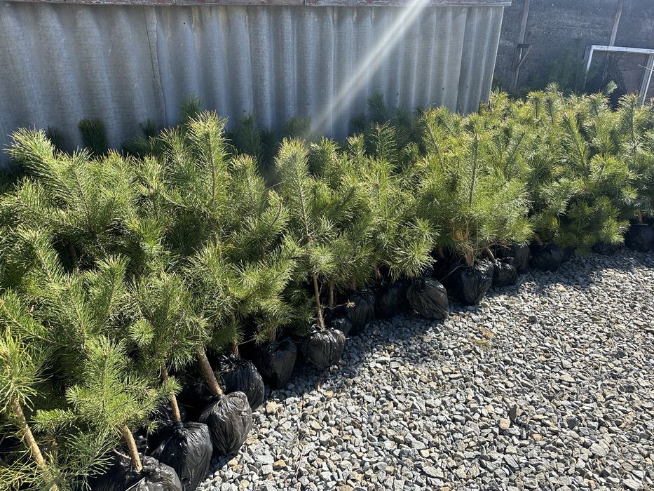 Саженцы Кримской сосни, саженцы сосни разной висоти.