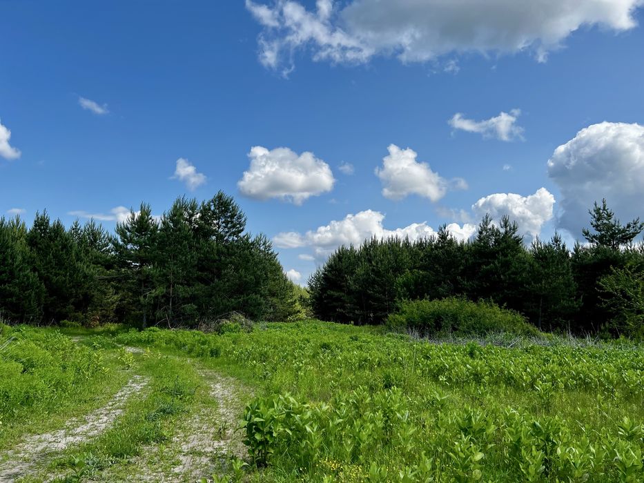 Велика земельна ділянка пай з лісом 16.37 га в Рівненській обл.