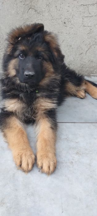 Ostatnia wolną mocna sunia potęga szczeniak owczarek niemieckiego