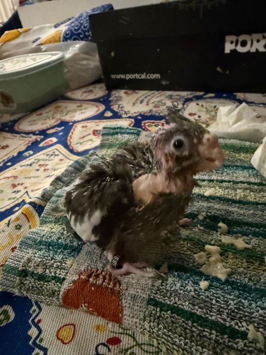 Vendo caturras para criar a mão