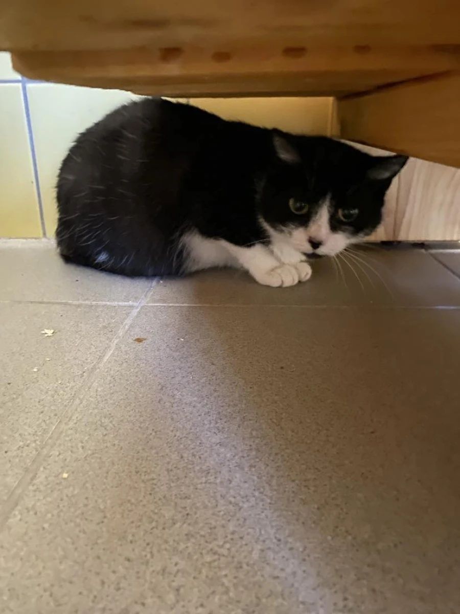 Kotka Iwa dla cierpliwych ludzi do adopcji!