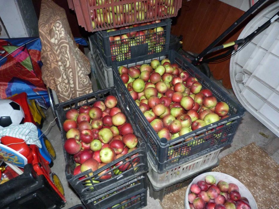 Jabłka zimowe z sadu RÓŻNE ŚLĄSK