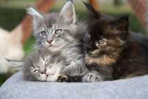 Maine Coon ... Kocięta