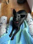 Werka - czarna, spokojna suczka do adopcji!